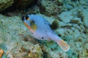 gonfiato puffer pesce, porcospino pesce piace un' Palloncino. impaurito Pesce palla avvicinamento. subacqueo fotografia foto