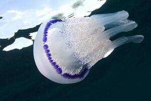 Medusa con tentacoli nuoto nel il acqua con un' buio blu sfondo, subacqueo creatura foto