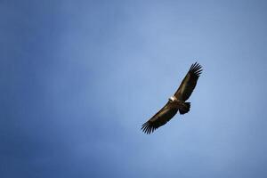 potente Calvo aquila vola contro il blu cielo su un' soleggiato giorno nel il animali selvatici. lungo piume di il esteso Ali tagliare attraverso il aria. il predatore sguardo dirette inoltrare. Visualizza a partire dal sotto foto