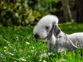divertente bedlington terrier. un' cane quello sembra piace un' pecore. foto