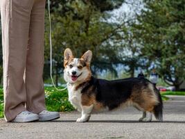 divertente cane tricolore corgi pembroke foto