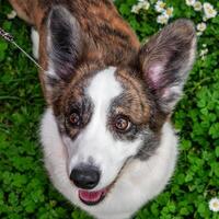 divertente Due corgi cardigan cani giocando su un' soleggiato prato foto