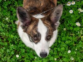 divertente Due corgi cardigan cani giocando su un' soleggiato prato foto