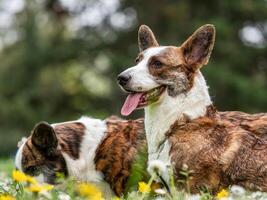 divertente Due corgi cardigan cani giocando su un' soleggiato prato foto