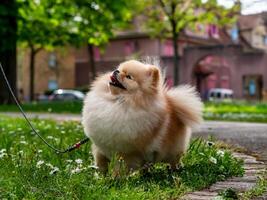 un' divertente spitz, un' minuscolo cane. foto