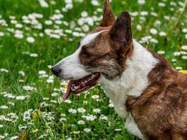 divertente Due corgi cardigan cani giocando su un' soleggiato prato foto