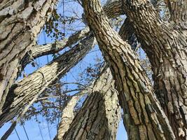 durian albero abbaiare strutturato contro blu cielo foto