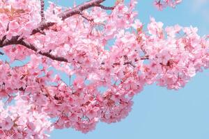 bellissimo rosa ciliegia fiori sakura con rinfrescante nel il mattina su blu cielo sfondo nel Giappone foto