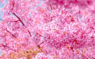 sfocato di rosa colore ciliegia fiorire sakura pieno fioritura un' primavera stagione su blu cielo nel Giappone foto