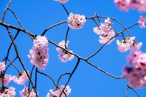 bellissimo ciliegia fiorire sakura fioritura contro blu cielo pieno fioritura nel primavera stagione foto