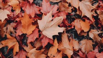 autunno sfondo con un' lotto di colorato caduto le foglie occupante tutti il spazio foto