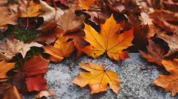 autunno sfondo con un' lotto di colorato caduto le foglie occupante tutti il spazio foto