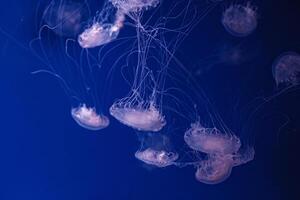 subacqueo tiro di bellissimo crisaora lattea foto