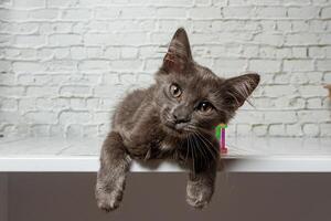 bellissimo grigio gatto su un' mattone parete sfondo foto