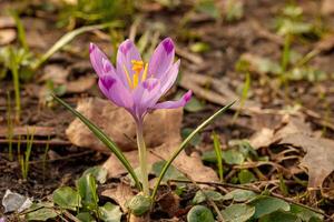 viola bellissimo fioritura crochi nel primavera contro il sfondo di erba foto