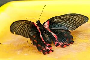 macro bellissimo farfalla papilio romenzovia foto