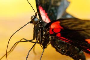 macro bellissimo farfalla papilio romenzovia foto