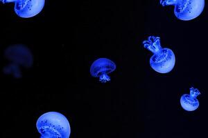 tiro macro Medusa macchiato laguna subacqueo foto