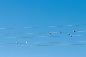 uccelli sedersi su elettrico fili contro il blu cielo foto