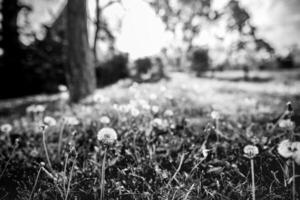 avvicinamento di bianca artistico dente di leone con sfocato drammatico buio sfondo, artistico natura avvicinamento. primavera estate prato campo bandiera sfondo, morbido luce del sole. libertà, ispirare, tranquillo, calmo e idilliaco foto