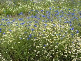 fiordalisi e margherite fiorite in un giardino di fiori di campo foto