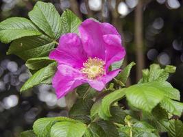 rosa canina selvatica fiorita in una siepe foto