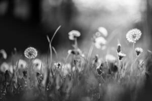 avvicinamento di bianca artistico dente di leone con sfocato drammatico buio sfondo, artistico natura avvicinamento. primavera estate prato campo bandiera sfondo, morbido luce del sole. libertà, ispirare, tranquillo, calmo e idilliaco foto