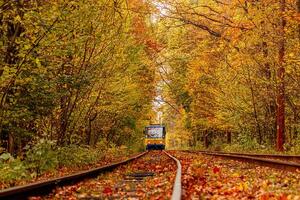 autunno foresta attraverso quale un vecchio tram cavalcate Ucraina foto