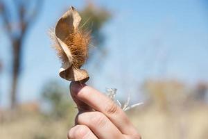 mano umana che tiene una foglia secca e un seme di un albero locale. Kalahari, Namibia foto