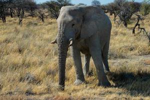 bellissimo elefante africano nel parco nazionale di etosha. nambia foto
