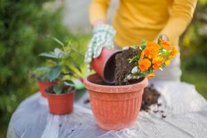 vicino su Immagine di anziano donna giardinaggio nel sua cortile. lei è piantare fiori. foto