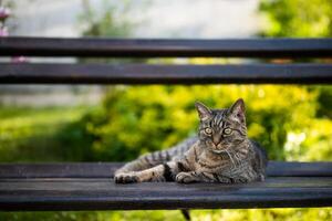 bellissimo domestico gatto gode riposo su panchina nel giardino. foto