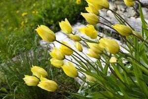 giallo tulipani nel il luce del sole. un' cespuglio di giallo tulipano fiori. foto