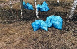 plastica spazzatura borse su il terra nel un' betulla boschetto. foto