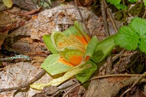 caduto tulipano albero fiore foto