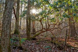 sole ambientazione nel il foresta foto