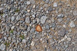 bottiglia berretto schiacciato su il terra foto