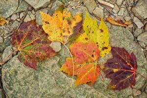 colorato autunno le foglie su il rocce foto