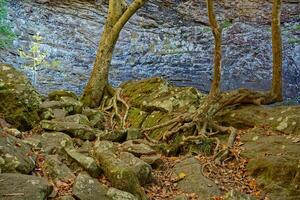 contorto alberi nel il canyon foto