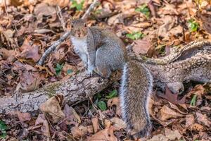 grigio scoiattolo in posa foto