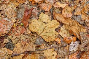 caduto schiacciato le foglie su il terra avvicinamento foto