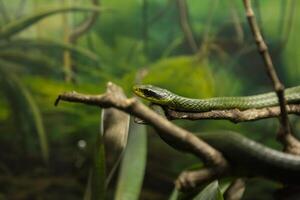 filodria baroni, serpente. foto