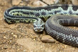 serpente a sonagli, crotalo atrox. occidentale diamante. pericoloso serpente. foto