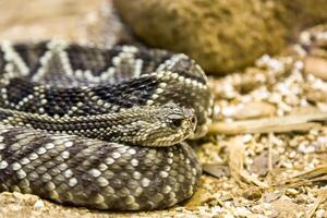 serpente a sonagli - crotalo durisso, velenoso, foto