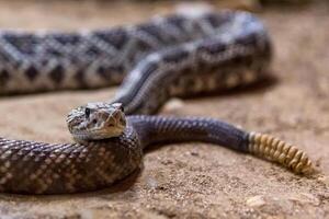 serpente a sonagli, crotalo atrox. occidentale diamante. pericoloso serpente. foto