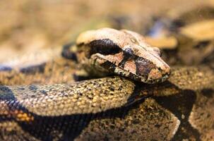 boa costrittore serpente jiboia nel vicino su foto