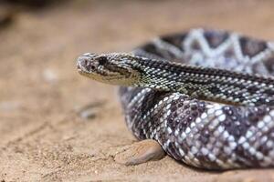 serpente a sonagli, crotalo atrox. occidentale diamante. pericoloso serpente. foto