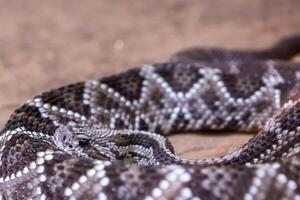 serpente a sonagli, crotalo atrox. occidentale diamante. pericoloso serpente. foto