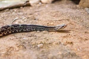 serpente a sonagli, crotalo atrox. occidentale diamante. pericoloso serpente. foto