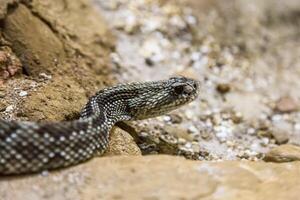 serpente a sonagli, crotalo atrox. occidentale diamante. pericoloso serpente. foto